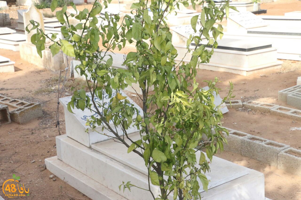 trees on tasoo (14).jpg